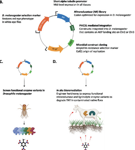 Heterologous expression of microbial nitroreductases for TNT degradation in transgenic animals | Brvbe | RMH | Scoop.it