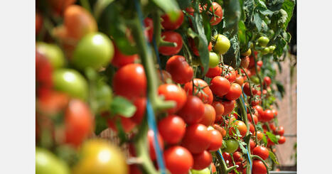 F&L : Lancement d'une initiative visant &agrave; prot&eacute;ger la production de tomates europ&eacute;enne | FRUITS ET L&Eacute;GUMES | Scoop.it