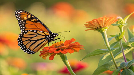 Study documents monarch butterflies’ exposure to deadly pesticides | by Steve Blackledge | EnvironmentAmerica.org | Schools + Libraries + Museums + STEAM + Digital Media Literacy + Cyber Arts + Connected to Fiber Networks | Scoop.it