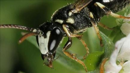 [2012] Urban Buzz: A New Bee That Sips Sweat /  l'Abeille de la Grosse Pomme | Insect Archive | Scoop.it