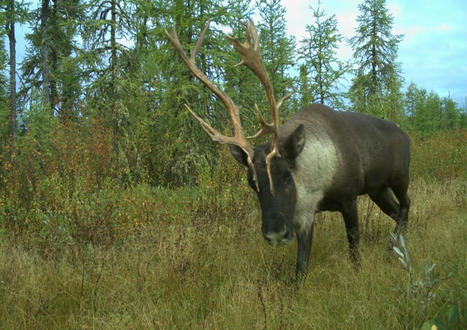 Québec et Ottawa concluent une entente de principe pour protéger le caribou | Ils parlent de nous ! | Scoop.it