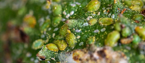 Grenade : la coccinelle, remède naturel utilisé contre les nuisibles pour protéger le corossol, première culture d’exportation du territoire | Les Colocs du jardin | Scoop.it