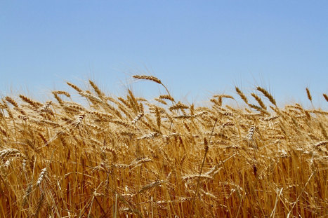 How Seeds from War-Torn Syria Could Help Save American Wheat | CIHEAM Press Review | Scoop.it