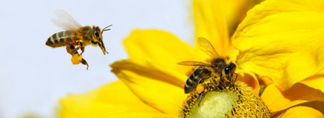 Le Conseil d'Etat confirme la suspension des deux pesticides à base de sulfoxaflor | Biodiversité | Scoop.it