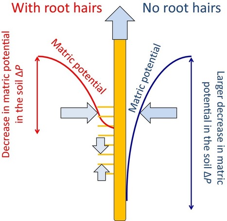 Root hairs enable high transpiration rates in drying soils | Plant Gene Seeker -PGS | Scoop.it