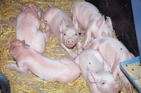 INRA - Alimentation du porcelet | SCIENCES DE L' ANIMAL | Scoop.it
