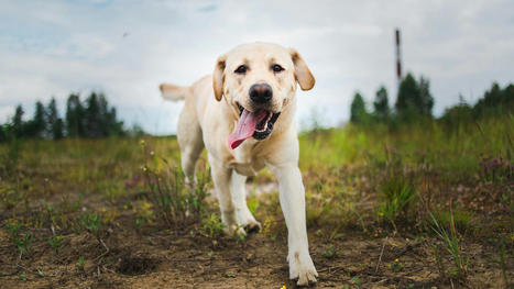 What I&rsquo;ve Learned from Loving a New Dog While Grieving Another | Healthy Living | Scoop.it