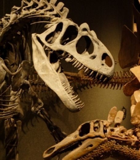 Les oeufs à l'origine de l'extinction des dinosaures ? | Merveilles - Marvels | Scoop.it