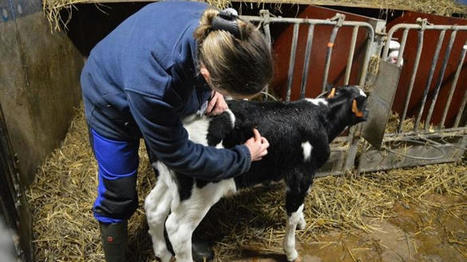 FEMMES et santé animale : Quelles maladies bovines peuvent être soignées par acupuncture ? | CIHEAM Press Review | Scoop.it