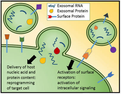 Exosomal Surface Markers-based Exosome Characterization | In-Vitro Diagnostic | Scoop.it