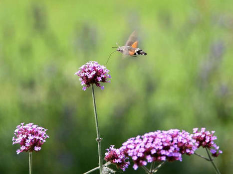 Mise en œuvre du Plan France Relance : l'OFB à l'initiative de deux appels à projets | Biodiversité | Scoop.it