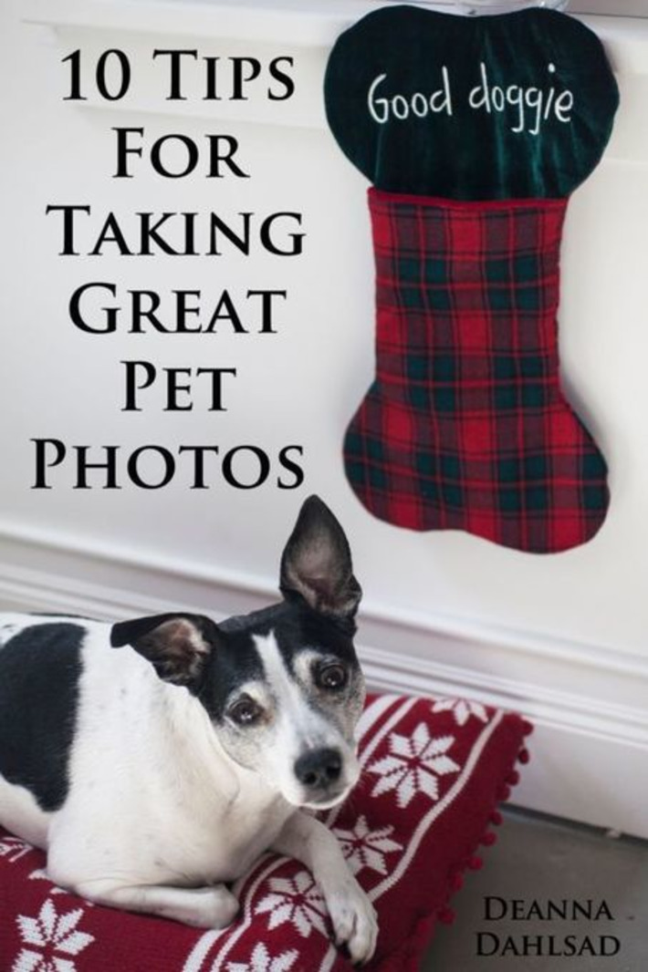 10 Tips For Photographing Your Pet | You Call It Obsession & Obscure; I Call It Research & Important | Scoop.it