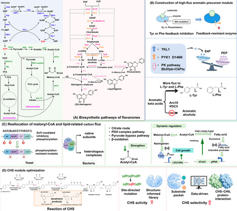 Engineering of Microbial Cell Factories for Flavonoid Production: from Flavanone Platforms to Tailored Derivatives | asb | RMH | Scoop.it