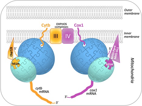 Translational specificity mediated by mitoribosomal isoforms | I2BC Paris-Saclay | Scoop.it
