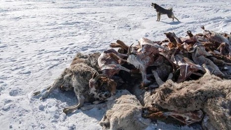 Mongolie : près de cinq millions d’animaux tués à cause de l’hiver le plus froid depuis 50 ans | Lait de Normandie... et d'ailleurs | Scoop.it