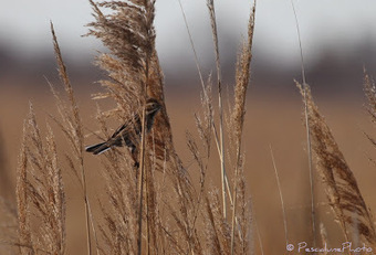 Bruant des roseaux (Emberiza schoeniclus) Reed Bunting | Camargue Nature | Scoop.it