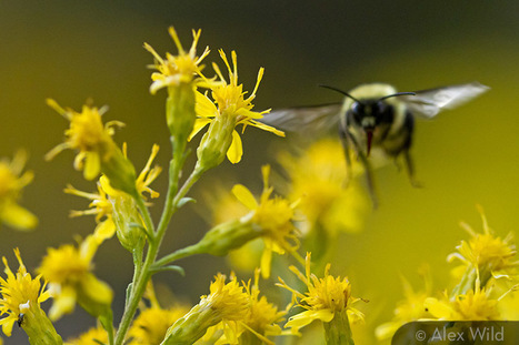 A Gallery of Pollinators / Une galerie de pollinisateurs | Insect Archive | Scoop.it