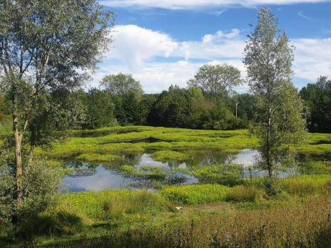 Évaluation de l’efficacité des mesures de gestion Natura 2000 - 2e phase - Appel à Manifestations d’Intérêt | Biodiversité | Scoop.it