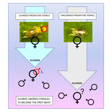 Des acariens mâles aident les femelles à se débarrasser de leur exuvie afin d'être les premiers à s'accoupler avec elles | EntomoNews | Scoop.it