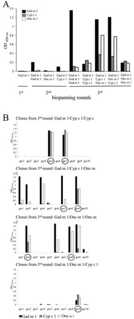 A Cross-Reactive Human Single-Chain Antibody for Detection of Major Fish Allergens, Parvalbumins, and Identification of a Major IgE-Binding Epitope | Allergy (and clinical immunology) | Scoop.it