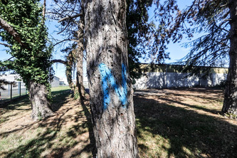 B&eacute;arn. Apr&egrave;s Lescar, le n&eacute;matode du pin a commenc&eacute; &agrave; coloniser Lons, Mourenx et Artix&nbsp;: l&rsquo;&Eacute;tat lance les hostilit&eacute;s | Nouvelle-Aquitaine | Scoop.it