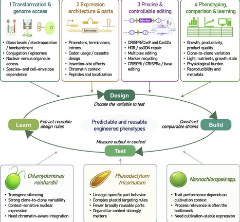 Microalgal Synthetic Biotechnology: From Genetic Models to Deployable Photosynthetic Chassis | bdr | RMH | Scoop.it