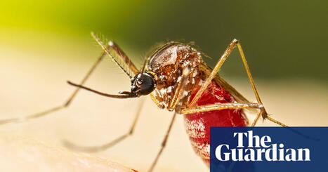 Dengue fever outbreak prompts Florida counties to declare state of emergency | Florida | The Guardian | Operation Deimos | Scoop.it