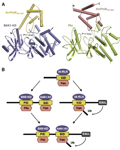 Cell Host and Microbe: Structural Analysis of Pseudomonas syringae AvrPtoB Bound to Host BAK1 Reveals Two Similar Kinase-Interacting Domains in a Type III Effector | Plants and Microbes | Scoop.it