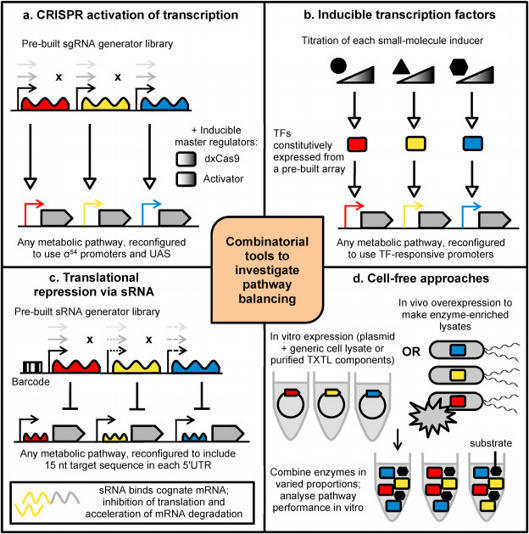 Combinatorial Metabolic Pathway Assembly Approa...