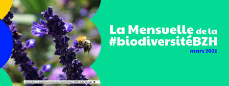 La Mensuelle de la #biodiversitéBZH - Mars 2021 | Biodiversité | Scoop.it