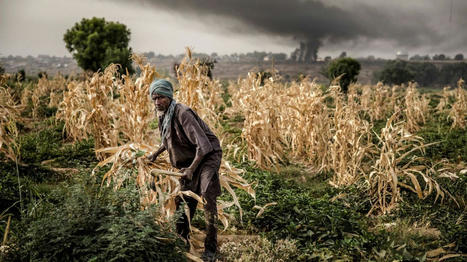 AFRIQUE : Les espèces invasives font perdre 3 600 milliards USD par an à l'agriculture | Revue de presse - Club DEMETER | Scoop.it