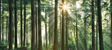 Un Programme Régional de la Forêt et du Bois pour le Grand Est en cours de préparation | Nancy, Lorraine | Scoop.it