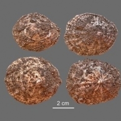 Neandertal, pionnier de l’exploitation des ressources marines | CNRS | HALIEUTIQUE MER ET LITTORAL | Scoop.it