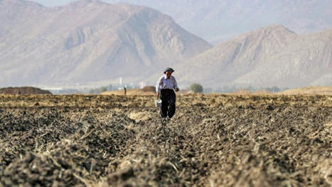 MENA : Many farmers in drought-hit Iraq forced to reduce crops: NGO | CIHEAM Press Review | Scoop.it