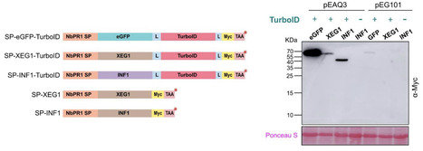 A TurboID-based proximity labelling method for detecting extracellular protein interactions in plants | brvp | RMH | Scoop.it