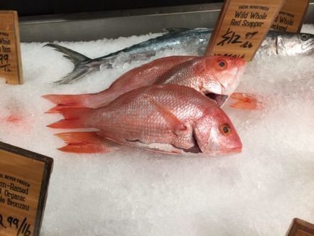Lawsuit alleges government colluded with sport fishing sector on red snapper | Coastal Restoration | Scoop.it