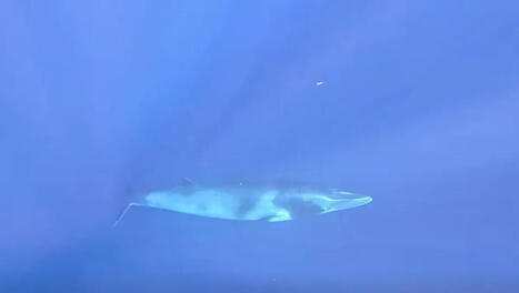 Un petit rorqual nain observ&eacute; au large de Boucan Canot | Revue de presse C&eacute;tac&eacute;s | Scoop.it
