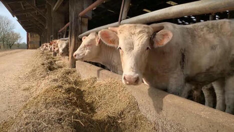 Engraisser ou exporter ? La filière bovine face à un choix cornélien | Actualité Bétail | Scoop.it