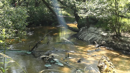 La Grande Leyre &agrave; l'honneur ! Video in&eacute;dite r&eacute;alis&eacute;e par le Gobie | Biodiversit&eacute; | Scoop.it