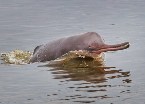 Microplastics found in guts of rare Indus River dolphins | Industry 411 - Waste Management | Scoop.it