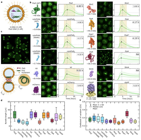 Automated Synthetic Cell-based Screening for Designed Proteins with Emergent Functions | brvt | RMH | Scoop.it