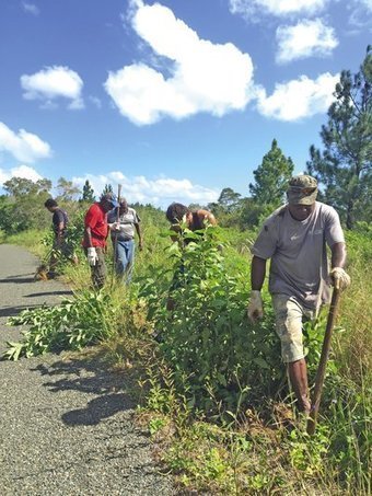 Une plante invasive menace les espèces endémiques  | Biodiversité | Scoop.it