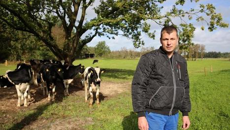 Accents d'Europe - Le lait bio, un marché prometteur pour les éleveurs danois | Lait de Normandie... et d'ailleurs | Scoop.it