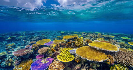 Climat : blanchissement record des coraux | Biodiversité | Scoop.it