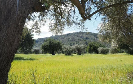Le differenze nell’impatto ambientale dell’olivo tra Italia, Spagna e Grecia | OLIVE NEWS | Scoop.it