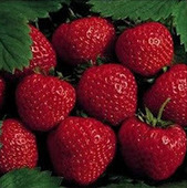 Plant delicious backyard strawberries | Gardening Life | Scoop.it
