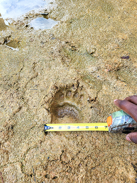Black Bear Sightings Confirmed in East Texas | FCT News | Industry 411 - Waste Management | Scoop.it