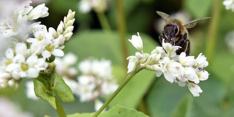 2017, ann&eacute;e d&eacute;cisive pour les insecticides &laquo;&nbsp;tueurs d&rsquo;abeilles&nbsp;&raquo; | EntomoNews | Scoop.it
