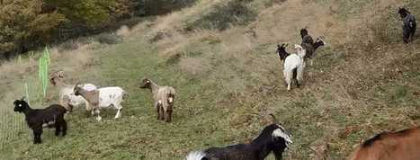 Chèvres toujours recherchées sur les secteurs de Fréchet-Aure, Camous et Jézeau | Vallées d'Aure & Louron - Pyrénées | Scoop.it