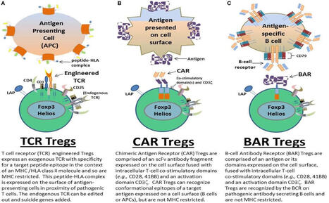 BAR T cells (B-cell Antibody Receptor T cells) BAR T cells are engineered Regulatory T cells (Tregs) designed to treat autoimmune diseases by targeting specific antibody-producing B cells. BAR T&hellip;... | Immunology and Biotherapies | Scoop.it